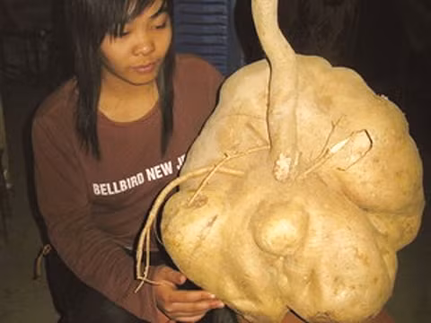 Des fruits et tubercules géants ảnh 4