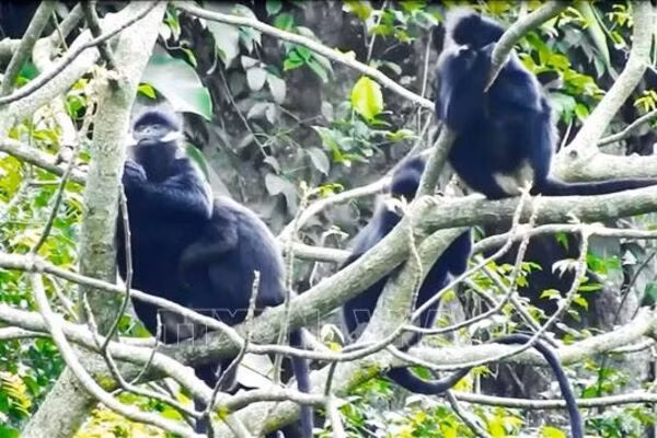 Apparition de deux langurs rares à Quang Tri ảnh 1 Apparition de deux langurs rares à Quang Tri ảnh 1