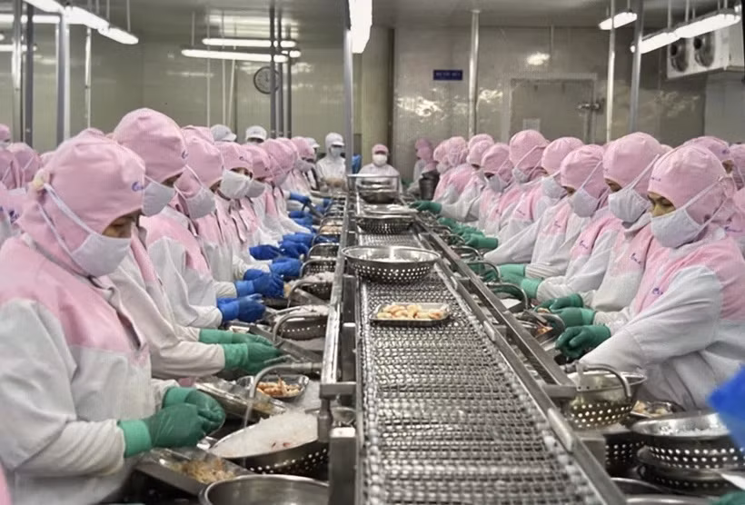 Pour atteindre les objectifs de développement durable de la creveticulture vietnamienne ảnh 1