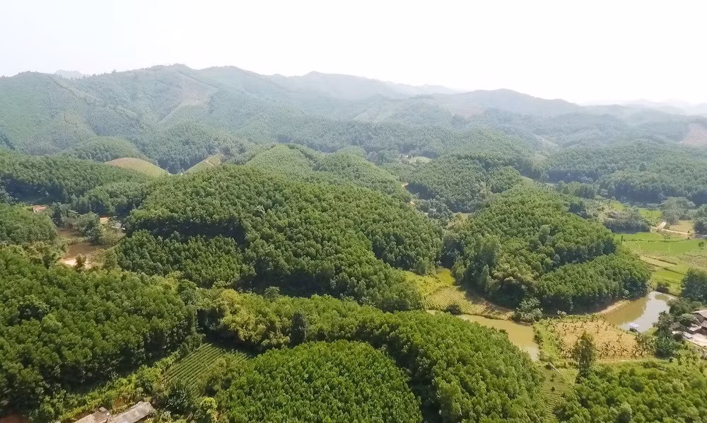 Quang Tri promeut la protection des forêts et le boisement pour réduire les émissions ảnh 1 Quang Tri promeut la protection des forêts et le boisement pour réduire les émissions ảnh 1