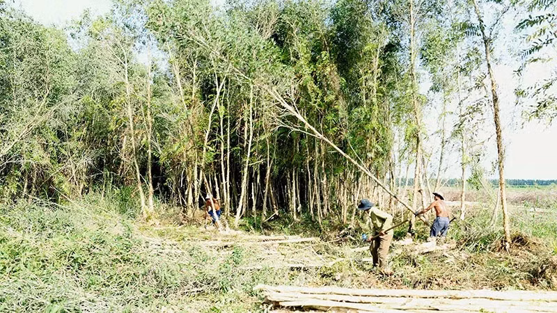 Les zones de matières premières stables nécessaires pour développer la filière bois durable ảnh 1