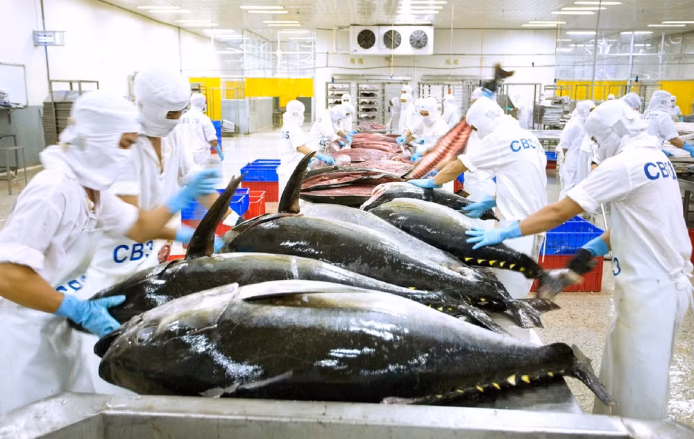 Exportations : efforts pour faire revenir le thon dans le groupe des produits d'au moins un milliard de dollars ảnh 1