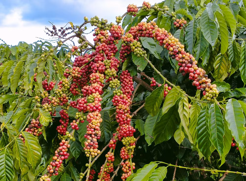 Les prix nationaux du café atteignent un niveau record ảnh 1