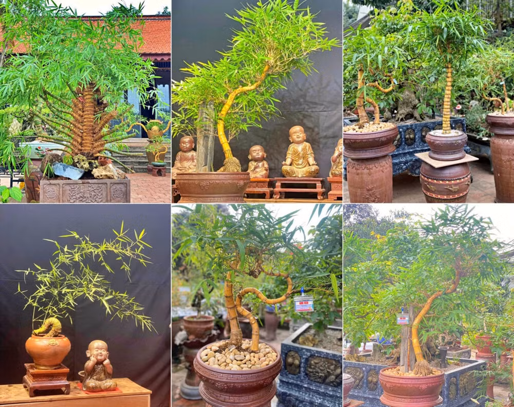 Un bonsaï d'exception de Nguyên Si Luân est exposé lors d'une prestigieuse cérémonie ảnh 3