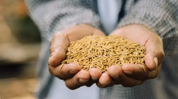 Les exportations de riz thaïlandais dépasseront l'objectif de 2024 ảnh 1