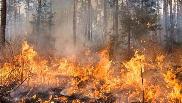La Thaïlande fait des efforts supplémentaires pour lutter contre les incendies de forêt ảnh 1