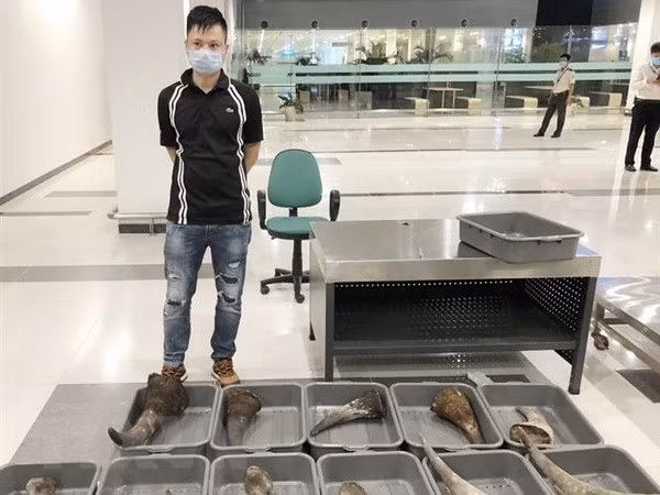 Can Tho : près de 30 kg soupçonnés de corne de rhinocéros saisis ảnh 1