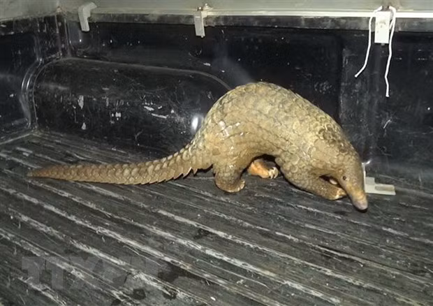 Mise en route de la campagne d’appeler à arrêter la consommation des animaux sauvages ảnh 1