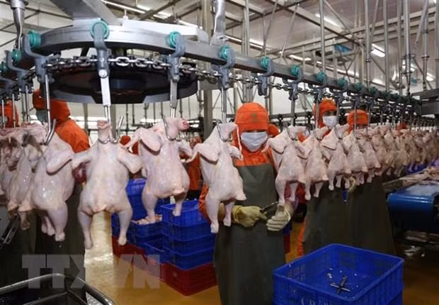 La viande de poulet du Vietnam bientôt exportée à Singapour et Hongkong (Chine) ảnh 1
