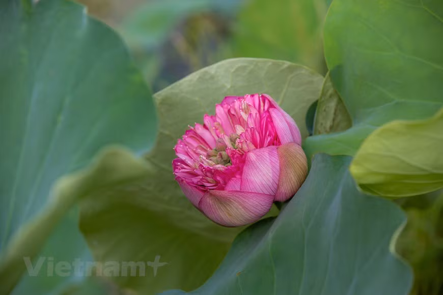 Poésie des lotus en banlieue de Hanoi ảnh 12