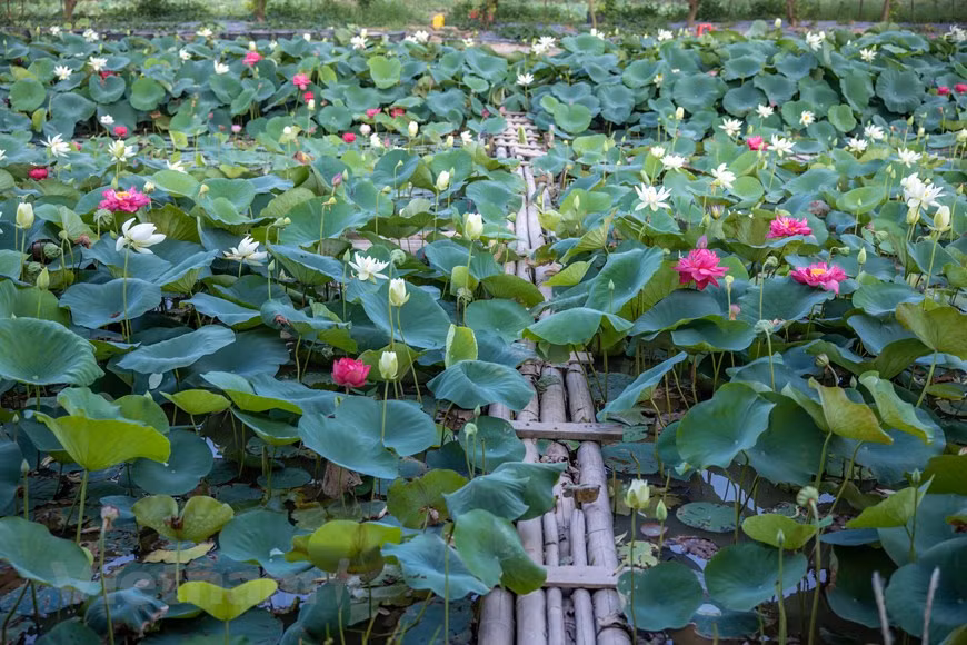 Poésie des lotus en banlieue de Hanoi ảnh 7