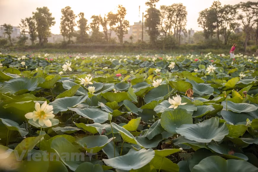 Poésie des lotus en banlieue de Hanoi ảnh 2