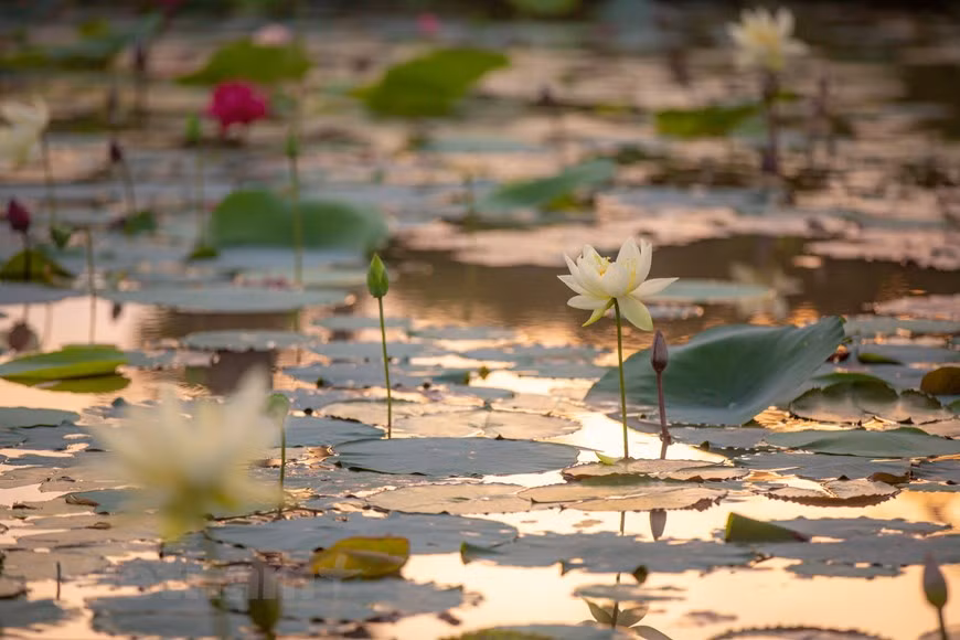 Poésie des lotus en banlieue de Hanoi ảnh 5
