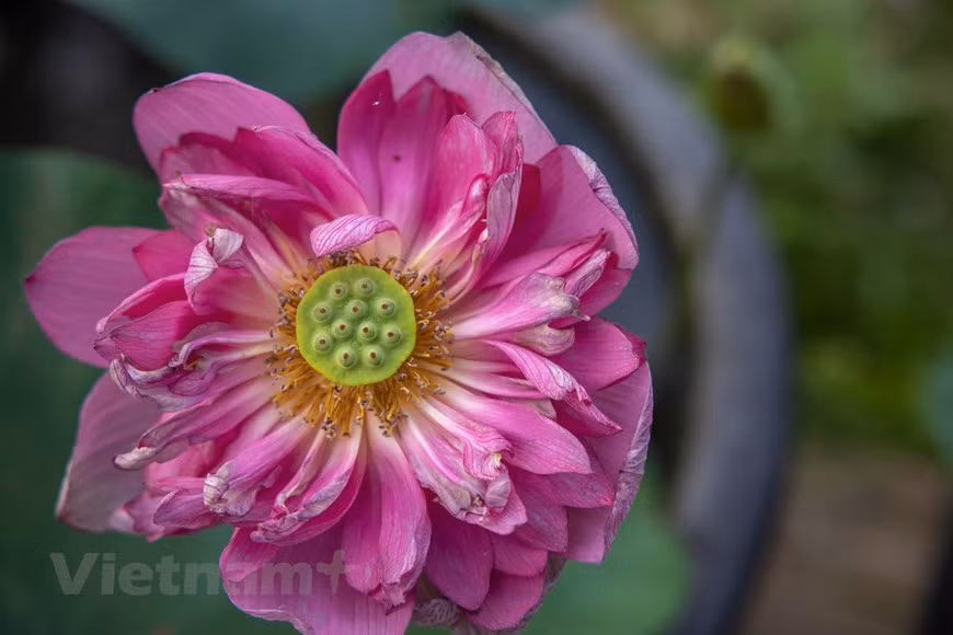 Poésie des lotus en banlieue de Hanoi ảnh 16