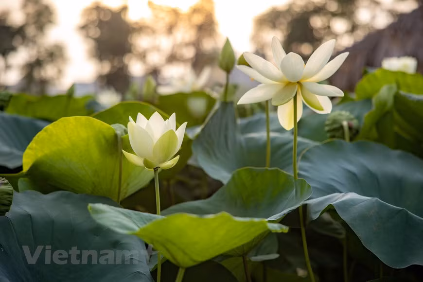 Poésie des lotus en banlieue de Hanoi ảnh 6