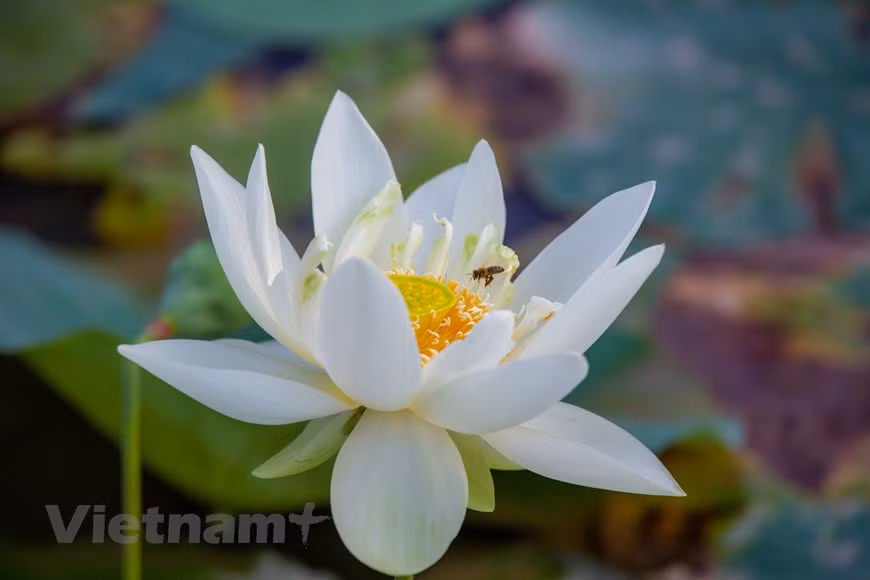 Poésie des lotus en banlieue de Hanoi ảnh 13