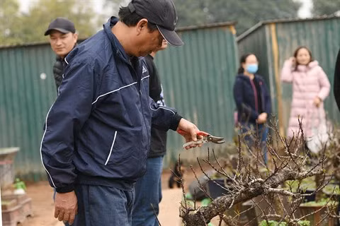À Nhât Tân, les fleurs de pêcher de toujours sourient au vent de l’Est ảnh 2 À Nhât Tân, les fleurs de pêcher de toujours sourient au vent de l’Est ảnh 2