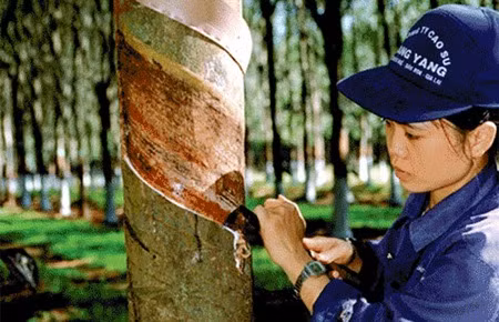 Le Vietnam exporte 905.000 tonnes de caoutchouc en huit mois ảnh 1 Le Vietnam exporte 905.000 tonnes de caoutchouc en huit mois ảnh 1