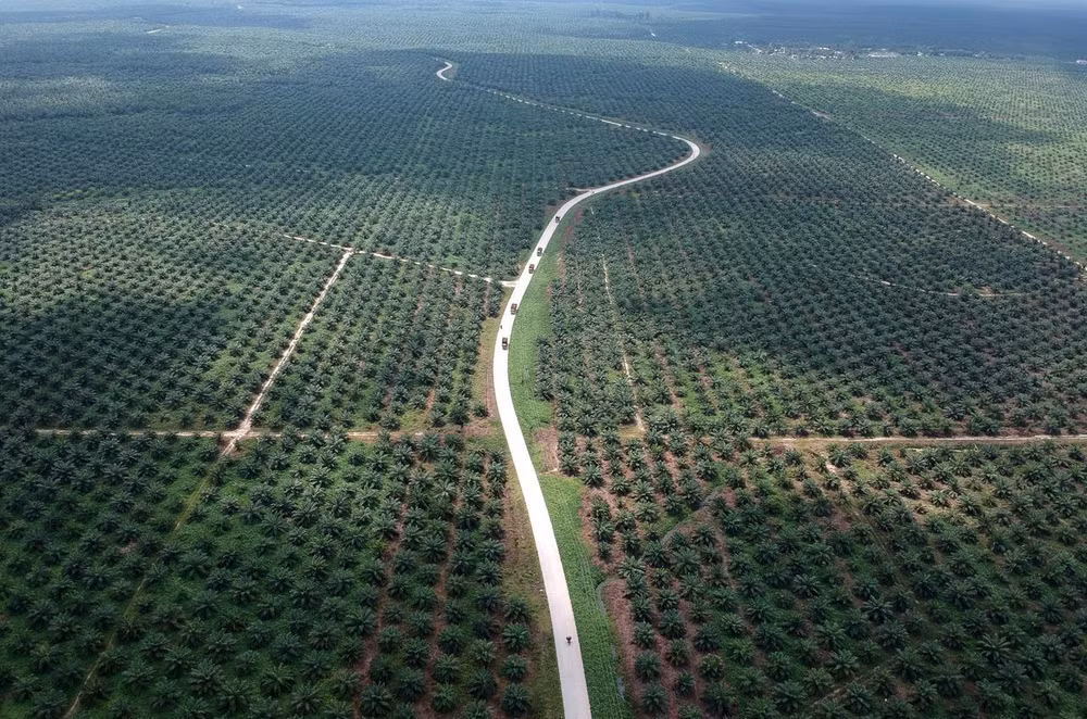 L'Indonésie va poursuivre l'UE en justice pour protéger son industrie de l'huile de palme ảnh 1