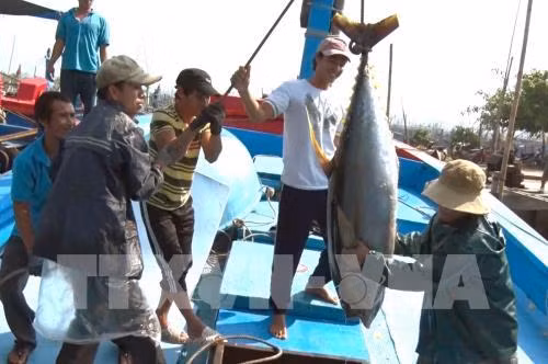 Binh Dinh est déterminée à lutter contre l'exploitation illégale de produits aquatiques ảnh 1