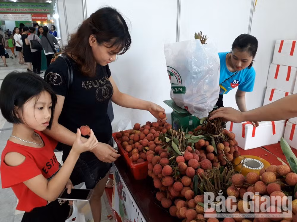 Semaine des litchis "Thieu" de Luc Ngan à Hanoï ảnh 1