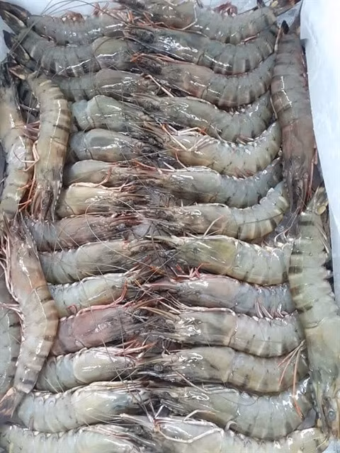 Crevetticulture à Soc Trang : de bonnes recettes en dépit de la pandémie de COVID-19 ảnh 1