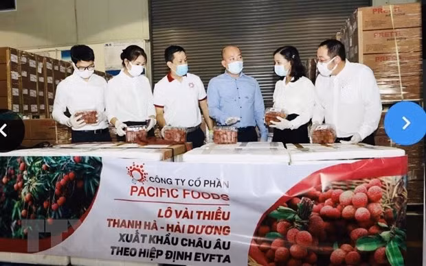 Le litchi "thiêu" du Vietnam à la conquête du marché européen ảnh 1