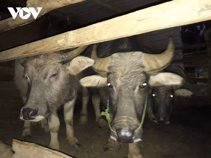 Quand les Thai remercient leurs buffles ảnh 1