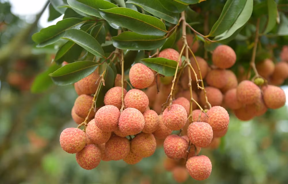 Le litchi « thieu » de Luc Ngan bénéficie de la protection des indications géographiques au Japon ảnh 1