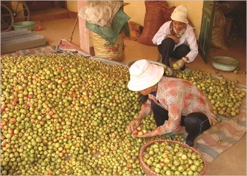 Sortir de la pauvreté grâce à la culture du táo mèo ảnh 4