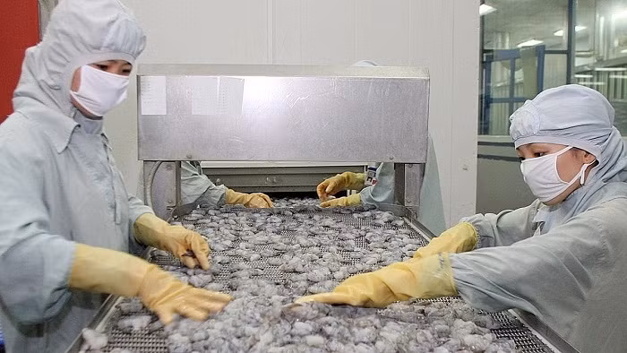 Reprise des exportations de crevettes vers la Chine ảnh 1 Reprise des exportations de crevettes vers la Chine ảnh 1