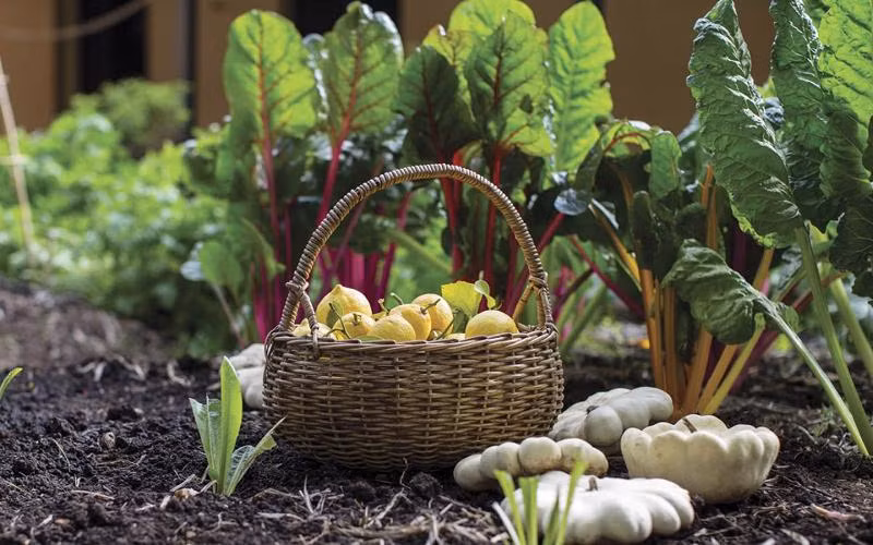 Le Vietnam parmi les 10 pays avec la plus grande superficie agricole bio en Asie ảnh 1