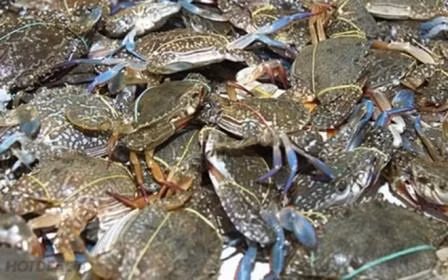 Le Japon, 3e débouché pour les crabes et crustacés vietnamiens ảnh 1