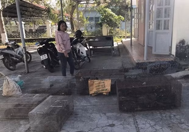 Lam Dong : une femme arrêtée pour commerce illégal d’animaux sauvages ảnh 1