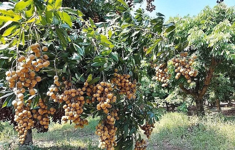 Le longane vietnamien se vend comme des petits pains au Japon ảnh 1