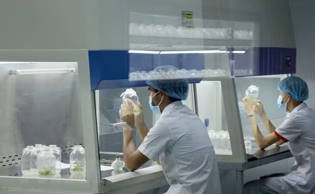 Des experts étrangers inspectent la culture du ginseng Ngoc Linh à Quang Nam ảnh 2