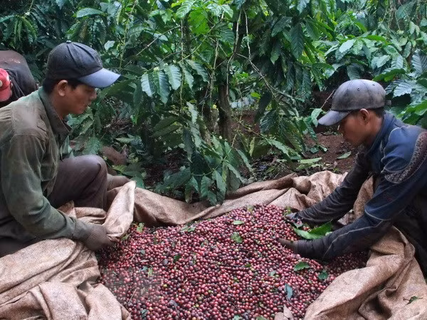 Vietnam et Indonésie veulent impulser leur coopération dans le secteur du café ảnh 1