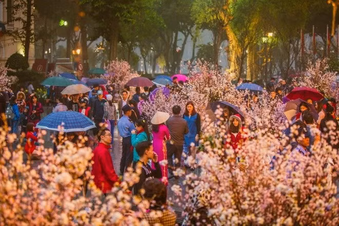 Un festival des fleurs de cerisier prévu à Hanoi en mars ảnh 1