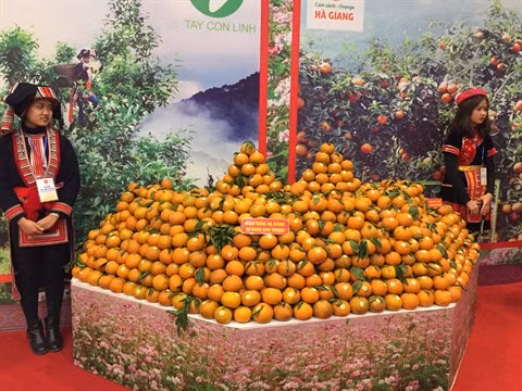 L’essor futur de la province de Hà Giang à l’honneur ảnh 3