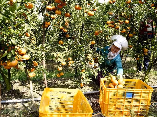 Agriculture : objectif de plus de 21 milliards d'exportation en 2018 ảnh 1