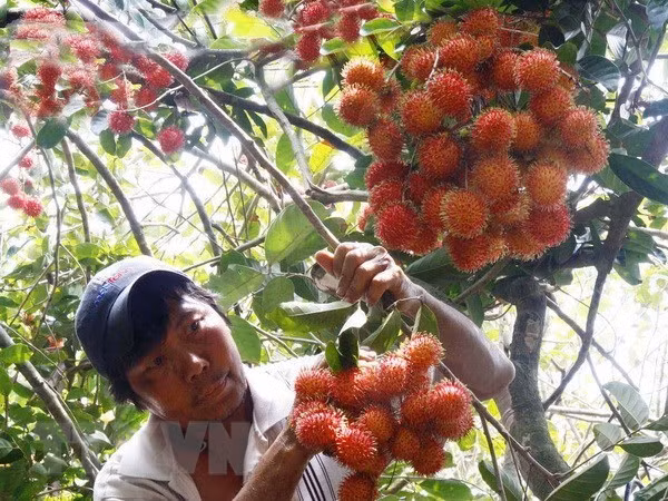 Les experts américains de la quarantaine végétale arriveront au Vietnam le 2 septembre ảnh 1