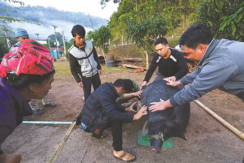 Le Têt traditionnel des Hà Nhi à Diên Biên ảnh 1