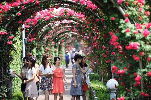 Bientôt la Fête des roses de la Bulgarie à Hanoï ảnh 1