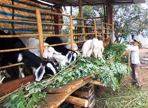 Plus de 900.000 travailleurs ruraux seront formés de 2017 à 2020 ảnh 2