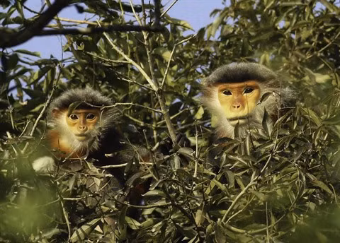 Dà Nang déterminée à protéger ses doucs à pattes rousses ảnh 1