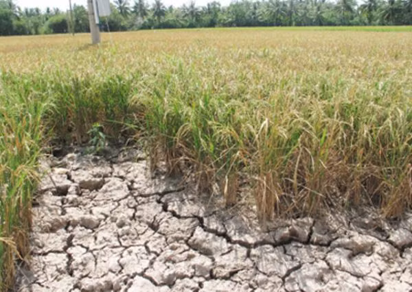 Changement climatique : plus de 130 milliards de dongs pour Tra Vinh ảnh 1