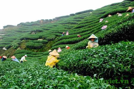 Thé : 20.000 agriculteurs participeront à un partenariat public-privé pour une production durable ảnh 1