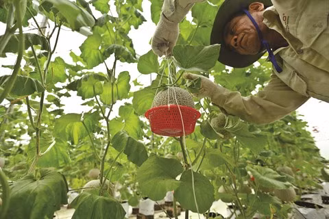 L’agriculture de Hà Tinh creuse aussi le filon de la transformation numérique ảnh 2