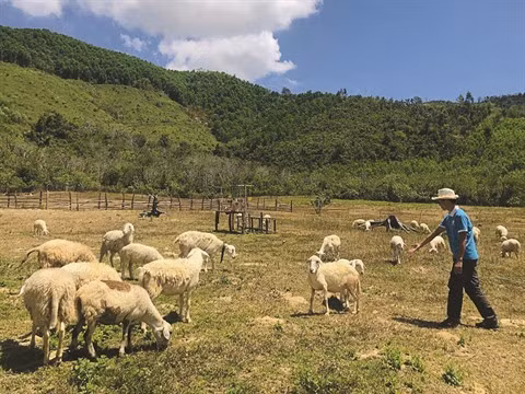 Quatre jeunes hommes et leur ferme selon le modèle israélien ảnh 1