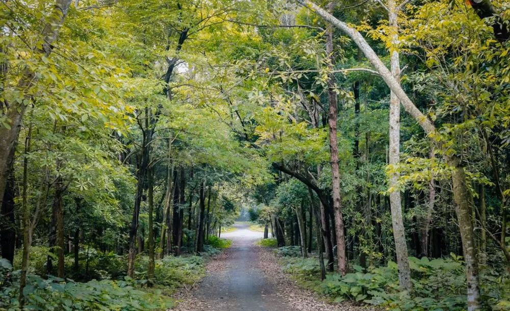 La production sylvicole devrait atteindre une croissance de 5,0% à 5,5% ảnh 1